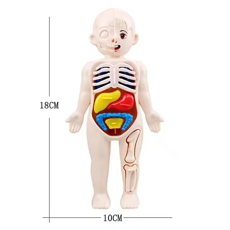 Modèle le corps humain Montessori
